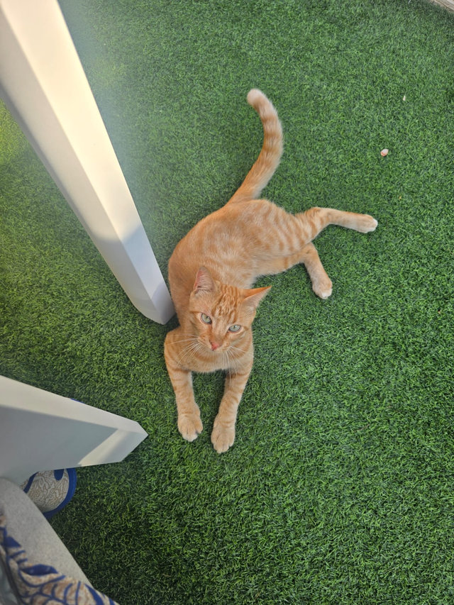 2025-08-lost-cat.jpg
